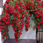 Роза Фламентанц