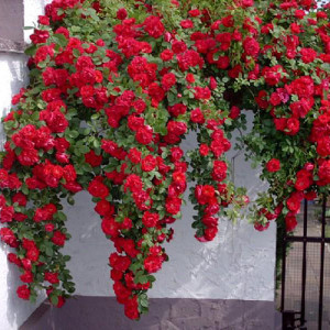 Роза Фламентанц