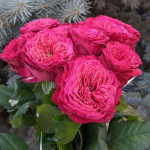 Роза Меджик Вувузела
