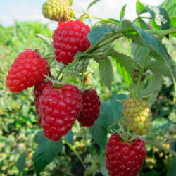 Саженцы малины Атлант