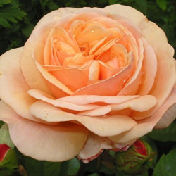 Саджанці троянди Чарльз Остін