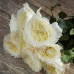 Саджанці троянди Пейшенс