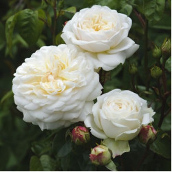 Саджанці троянди Транквіліті
