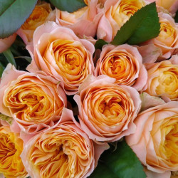 Саженцы розы Пич Вувузела