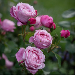 Саджанці троянди Дітер Мюллер