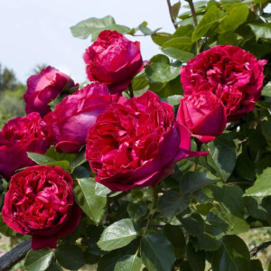 Роза Ред Эден Роуз