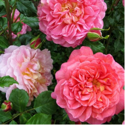 Саджанці троянди Крістофер Марлоу