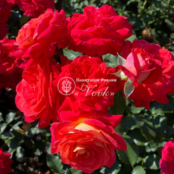 Саджанці троянди Братья Гримм