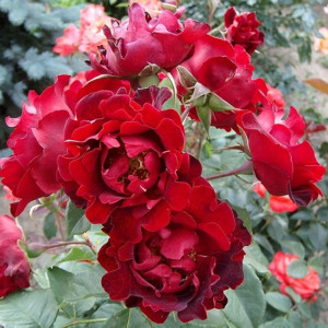 Роза Индиан Рафлз