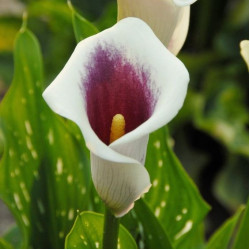 Цибулини кал Picasso