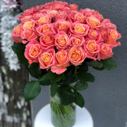 Саженцы розы Мисс Пигги