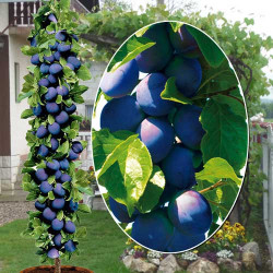 Слива колонновидная Анже