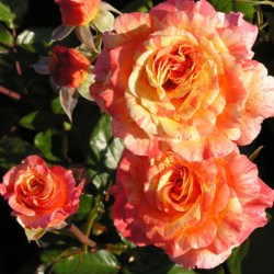 Саджанець троянди Мішель Ларок