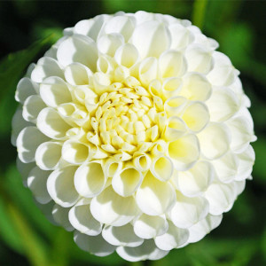 Георгина Snowflake