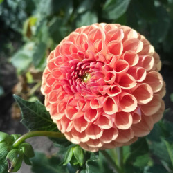 Бульби жоржини Cornel Brons