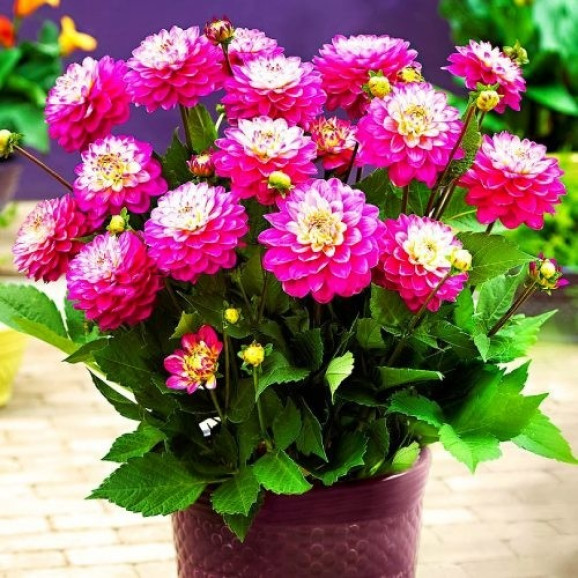 Георгина Melody Pink Allegro
