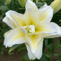 Цибулини лілії Roselily Ludwina