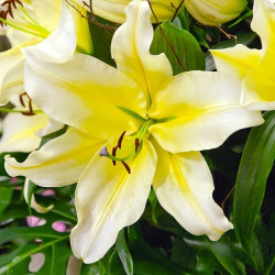 Луковицы лилии Conca d'Or