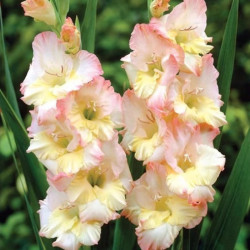 Луковицы гладиолуса Stelvio