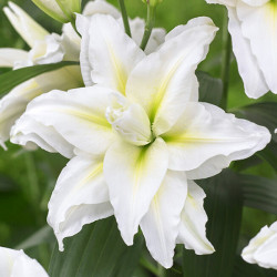 Луковицы лилии My Wedding