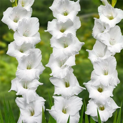 Луковицы гладиолуса ALEXANDRA THE GREAT