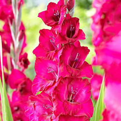 Луковицы гладиолуса NATAN