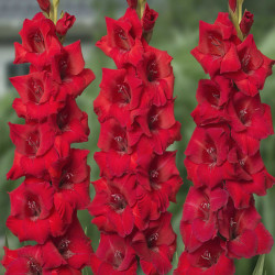 Цибулини гладіолуса Roma 