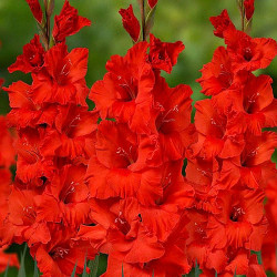 Луковицы гладиолуса Hunting Song