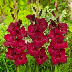 Луковицы гладиолуса At Night