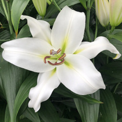 Цибулини лілії  Zambesi