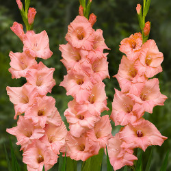 Цибулини гладіолуса Georgia Peach