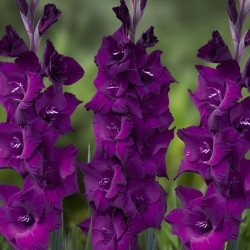 Луковицы гладиолуса Purple Diamond