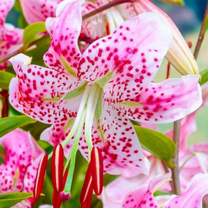 Лилия Speciosum Var Rubrum Uchida