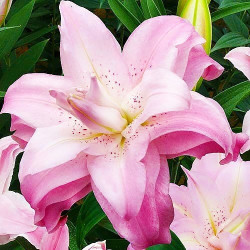 Цибулини лілії Lotus Queen