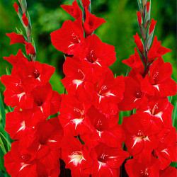 Цибулини гладіолуса Traderhorn 