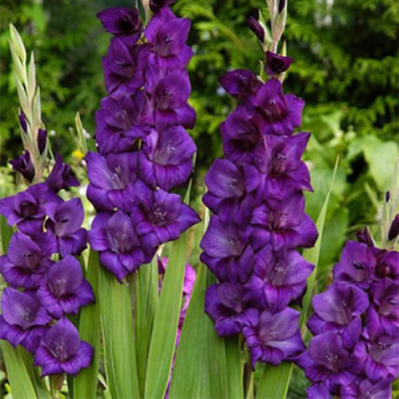 Гладіолус PURPLE FLORA