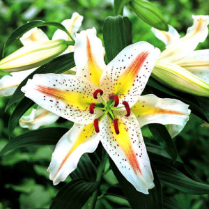 Лилия Garden Party