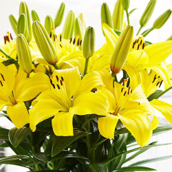 Луковицы лилии Ilse