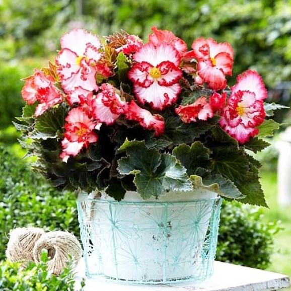 Бегонія Crispa Marginata White Red