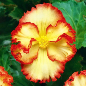 Бегония Crispa Marginata Yellow Red