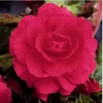 Бегония Double Pink