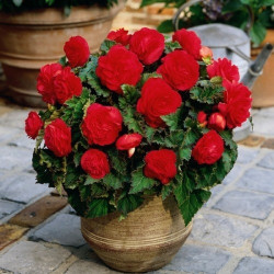 Клубни бегонии Non Stop Red
