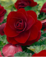 Бегонія Double Scarlet