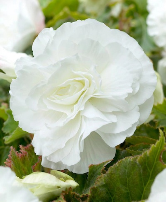 Бегонія Double White