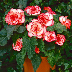 Луковицы бегонии Picotee White Red
