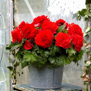 Бегония Fimbriata Scarlet