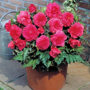 Бегония Fimbriata Pink