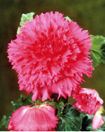 Бегонія Fimbriata Pink