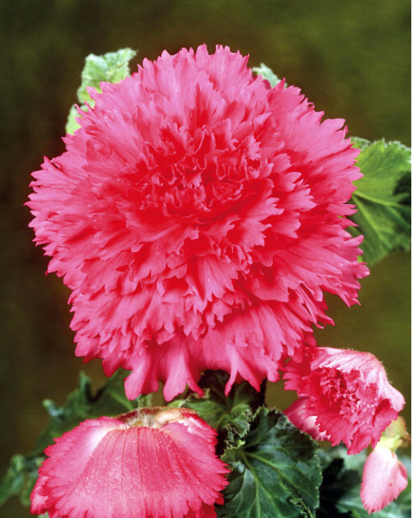 Бегонія Fimbriata Pink