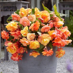 Бульби бегонії Cascade Sunray